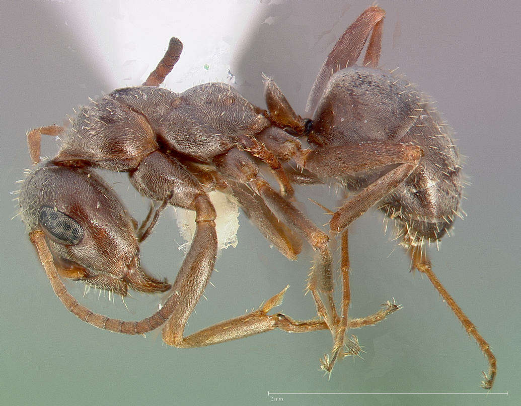 Image of Formica canadensis Santschi 1914