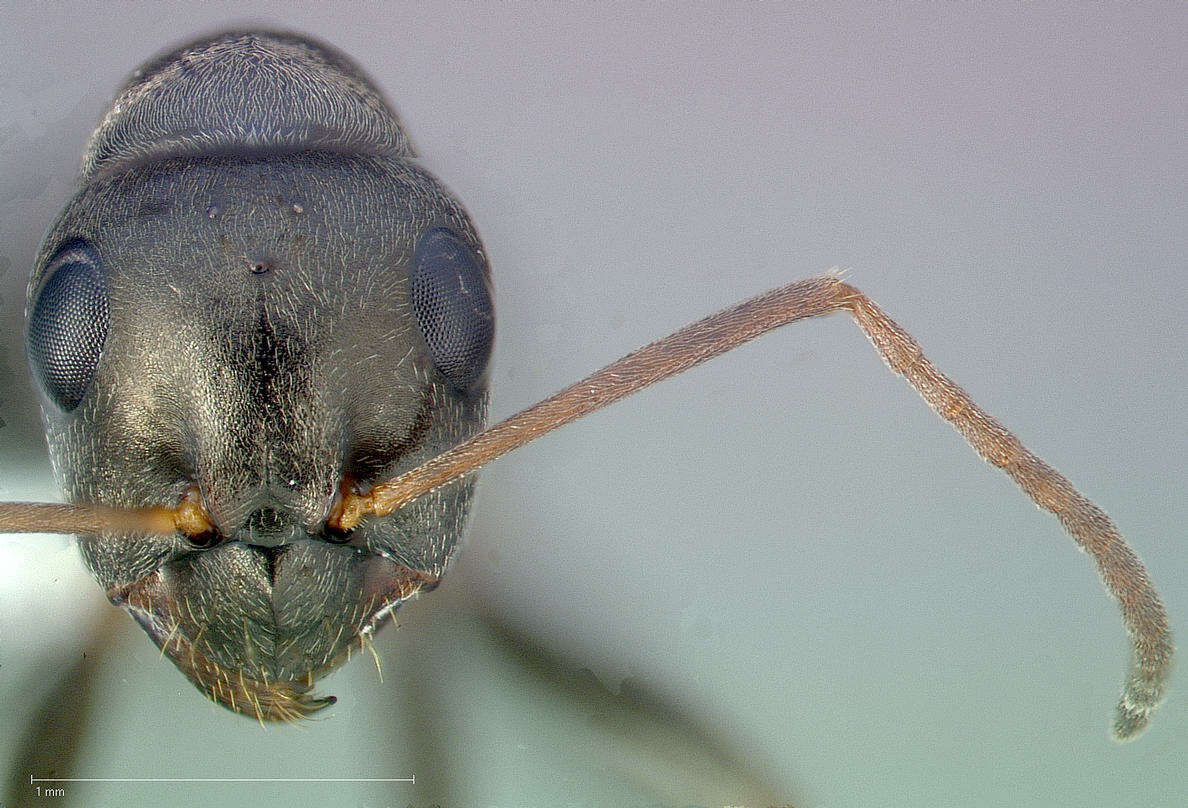 Image of Formica subaenescens Emery 1893