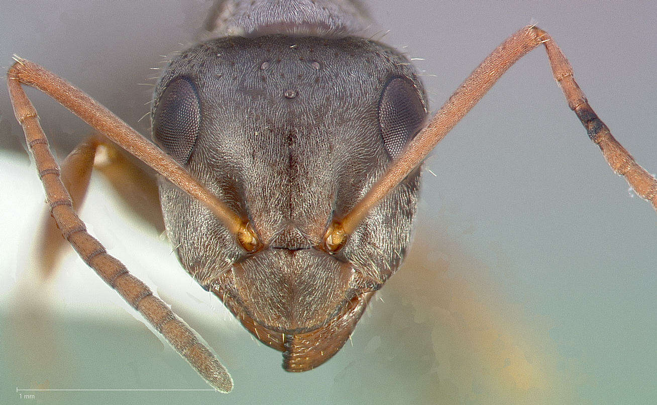 Imagem de Formica longipilosa Francoeur 1973