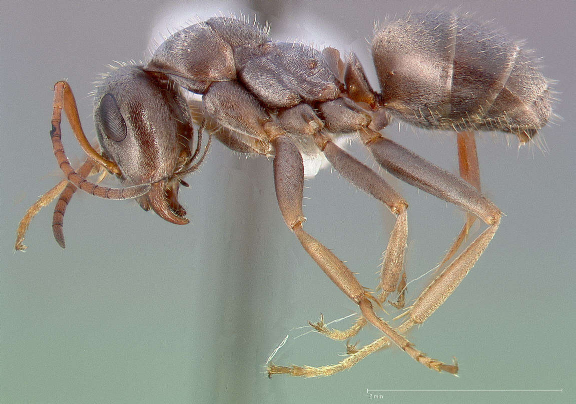 Imagem de Formica longipilosa Francoeur 1973