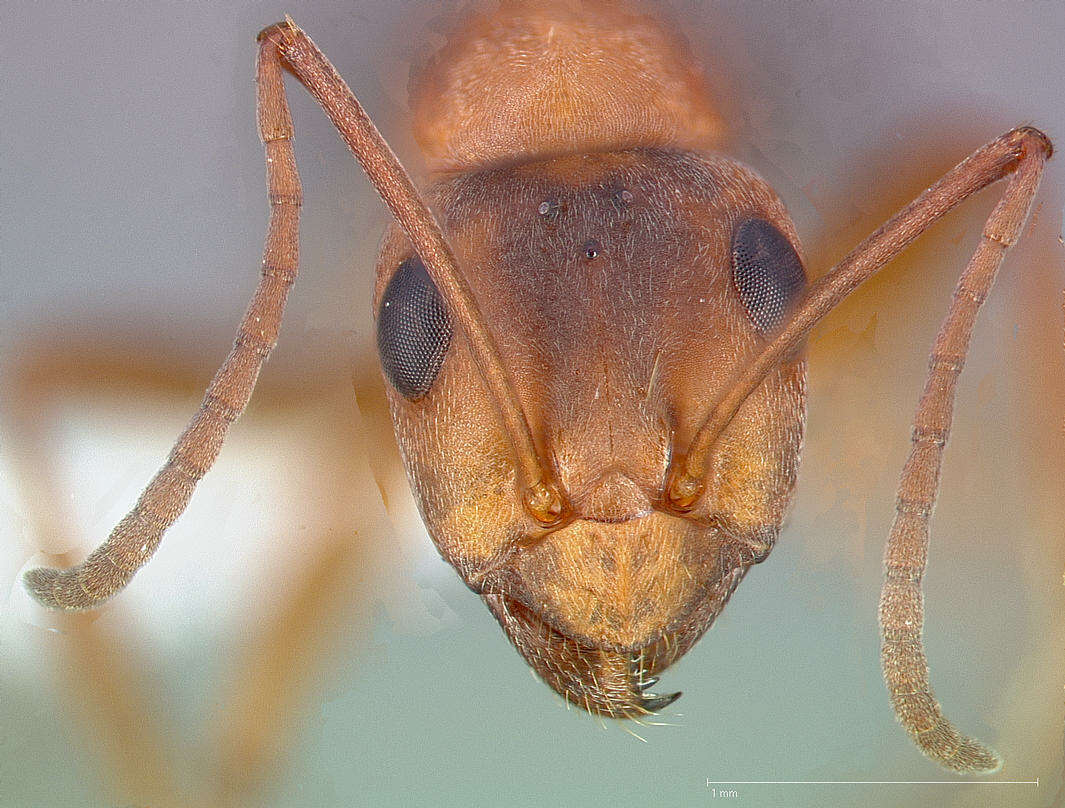 Image of Formica moki Wheeler 1906