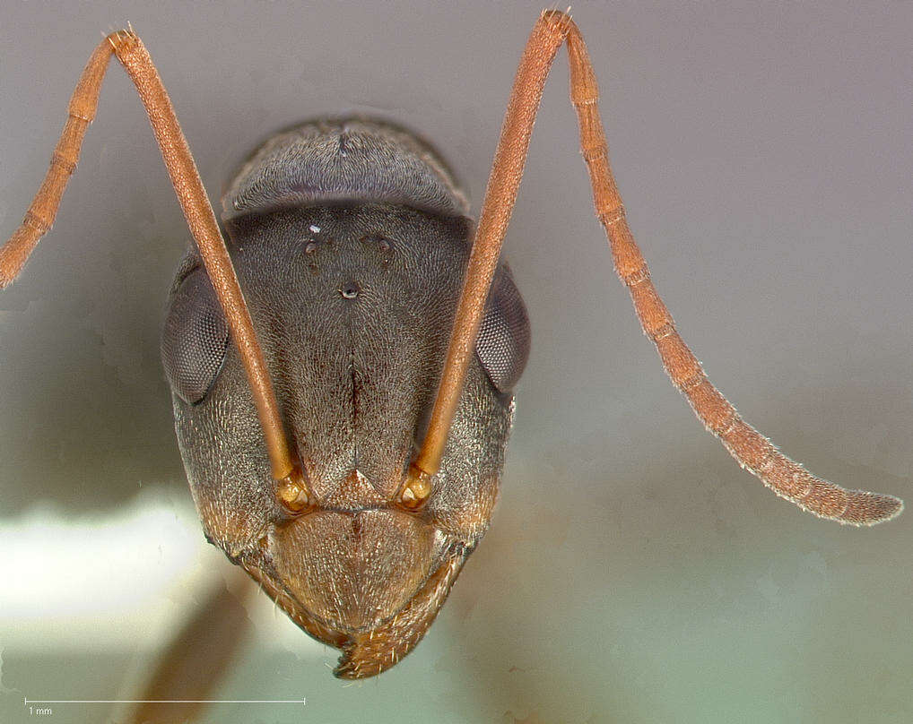 Imagem de Formica subelongata Francoeur 1973