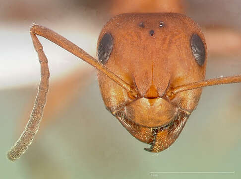 Imagem de Formica dakotensis Emery 1893