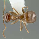 Image of Lasius crypticus Wilson 1955