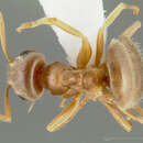 Image of Cornfield ant