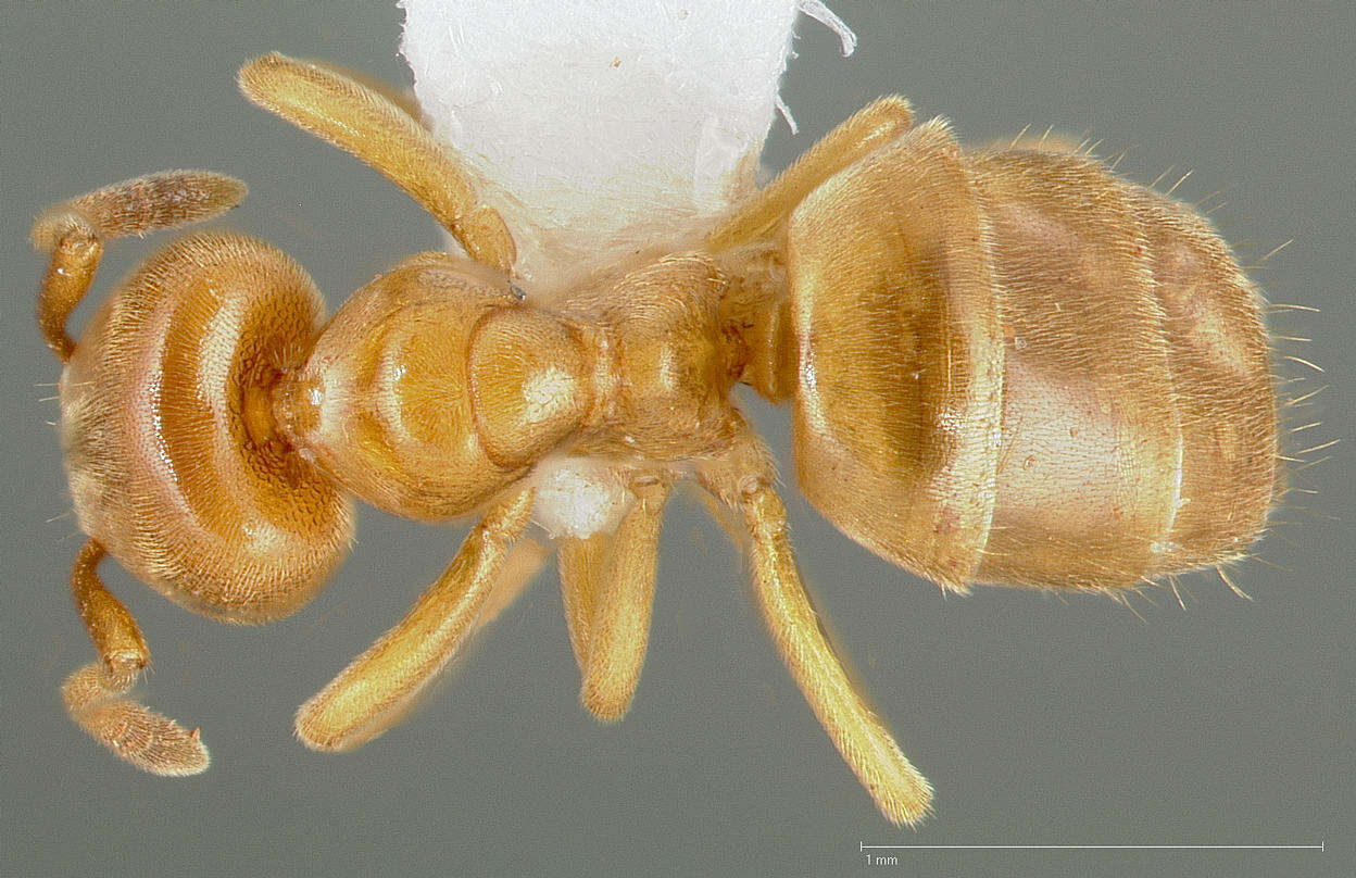 Image de <i>Lasius brevicornis</i>