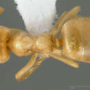 Imagem de Lasius humilis Wheeler 1917