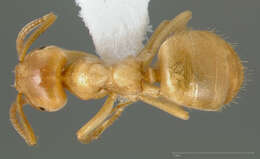 Image of Lasius humilis Wheeler 1917