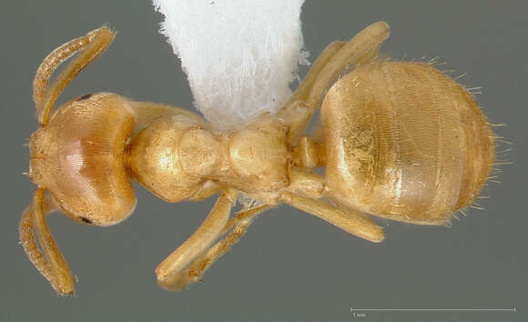 Imagem de Lasius humilis Wheeler 1917