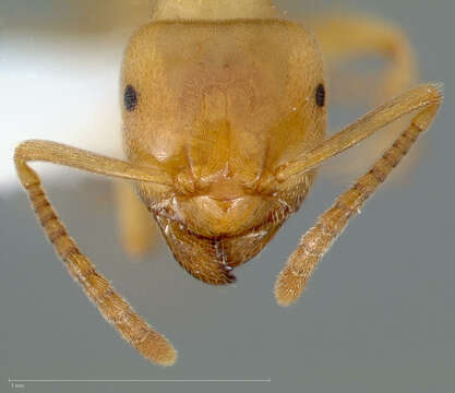 Image of Lasius humilis Wheeler 1917