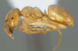 Image of Lasius humilis Wheeler 1917