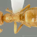 Image of Lasius vestitus Wheeler 1910