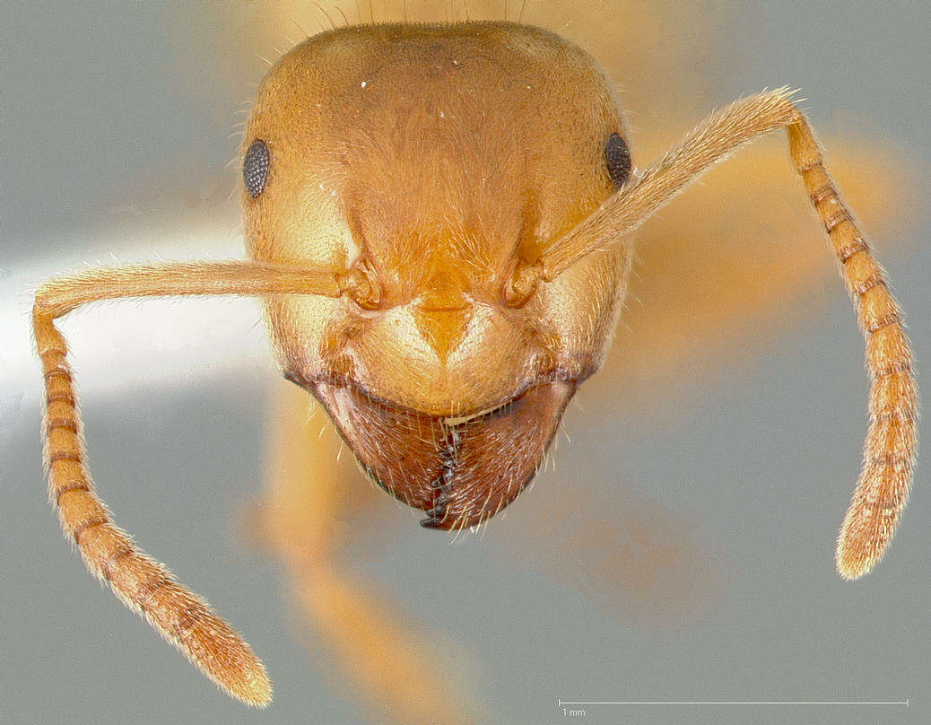 Imagem de Lasius vestitus Wheeler 1910