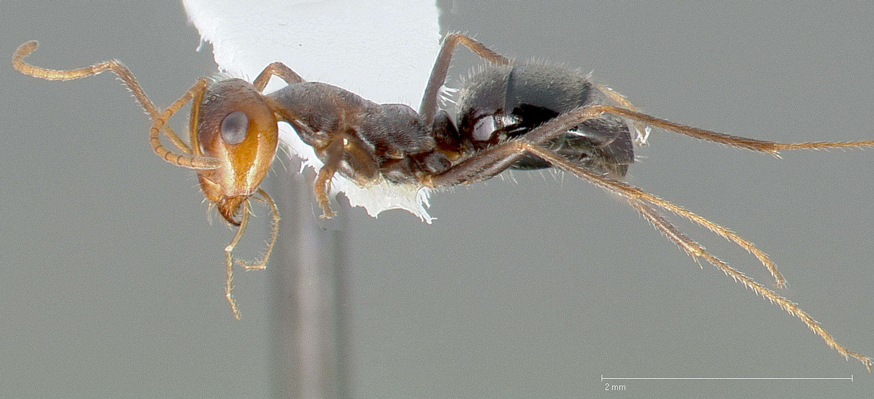 Image of Myrmecocystus flaviceps Wheeler 1912