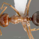 Image of Myrmecocystus mimicus Wheeler 1908