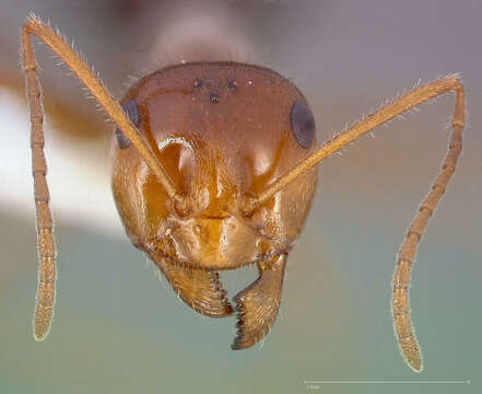 Image of Myrmecocystus mimicus Wheeler 1908