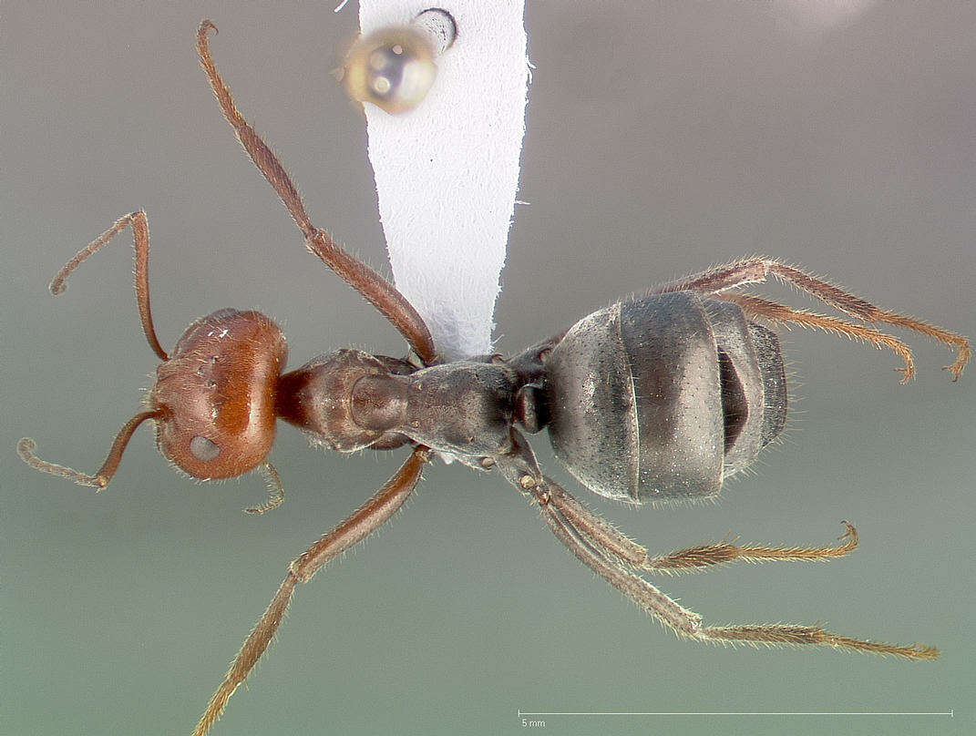 Image of Myrmecocystus placodops Forel 1908