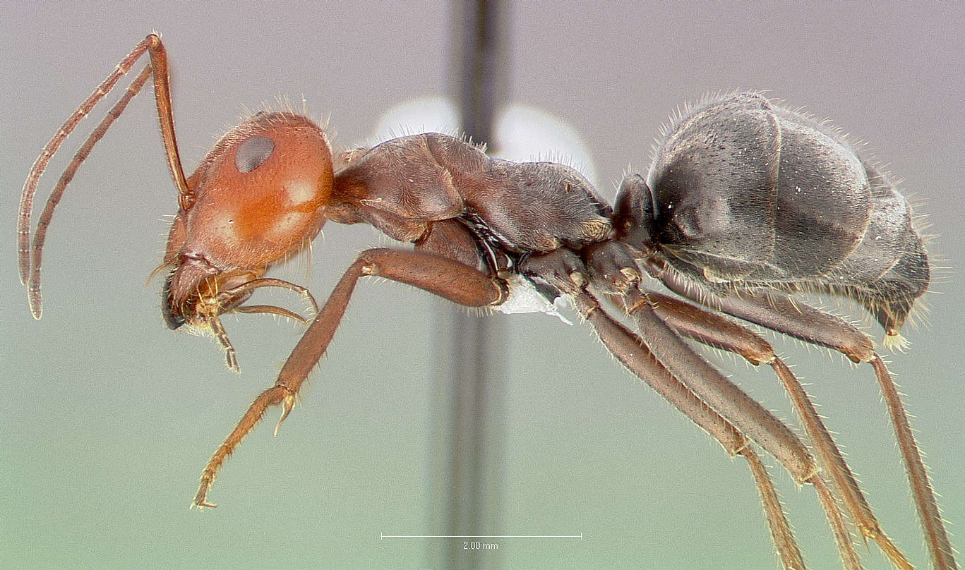 Image of Myrmecocystus placodops Forel 1908