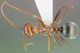 Image of Myrmecocystus semirufus Emery 1893