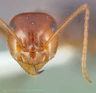 Image of Myrmecocystus semirufus Emery 1893