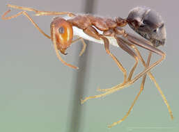 Image of Myrmecocystus semirufus Emery 1893