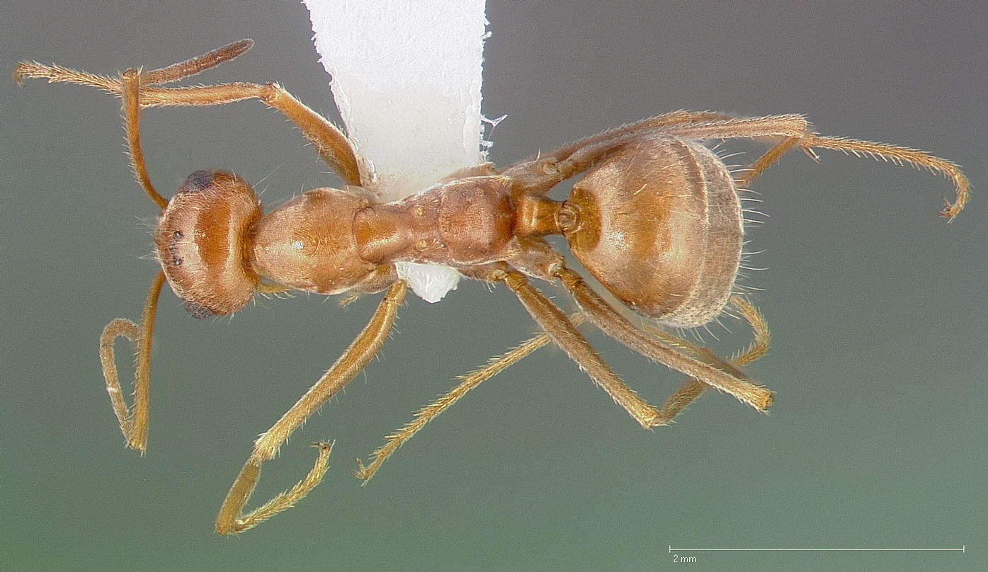 Image of Myrmecocystus wheeleri Snelling 1971