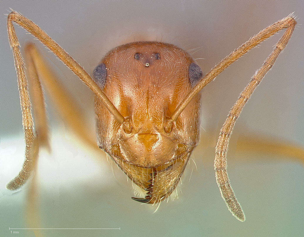 Image of Myrmecocystus wheeleri Snelling 1971