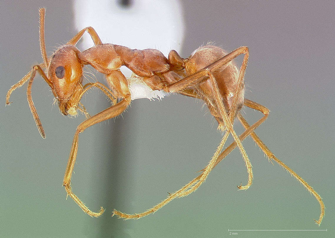 Image of Myrmecocystus wheeleri Snelling 1971