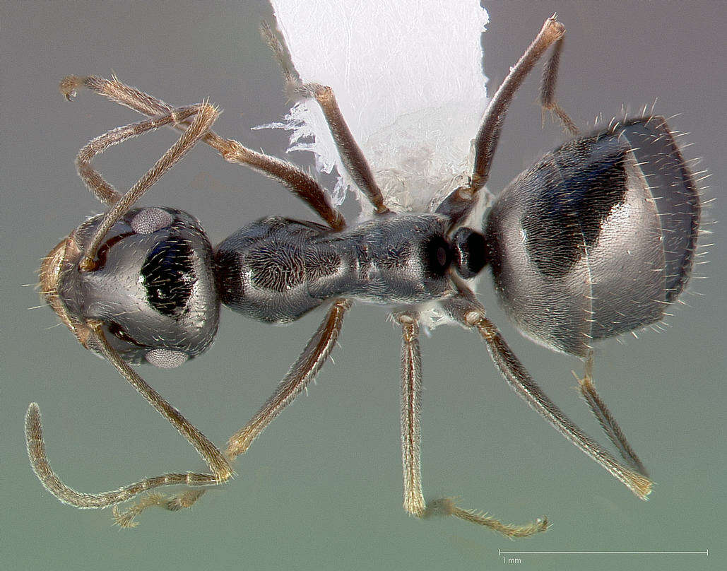 Image of Myrmecocystus creightoni Snelling 1971