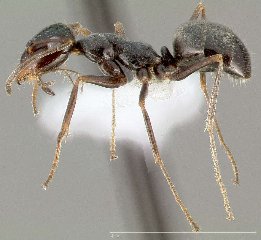 Image of Myrmecocystus creightoni Snelling 1971