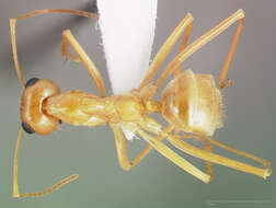 Image of Myrmecocystus mexicanus Wesmael 1838