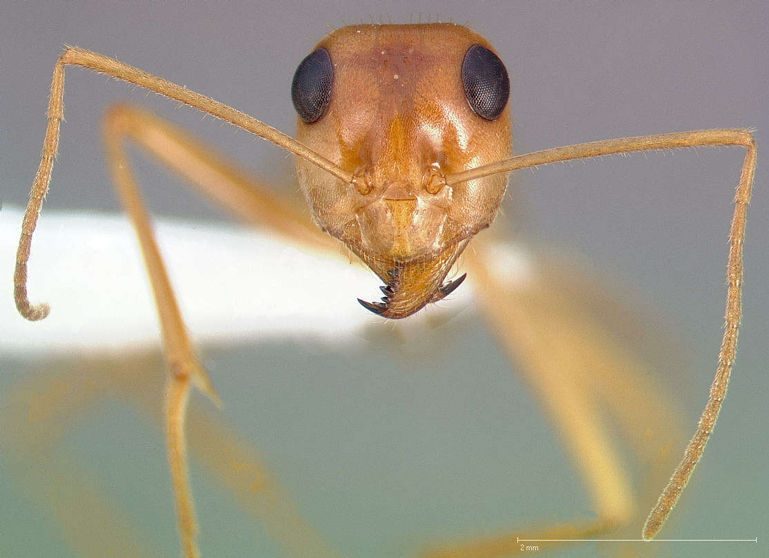 Image of Myrmecocystus mexicanus Wesmael 1838