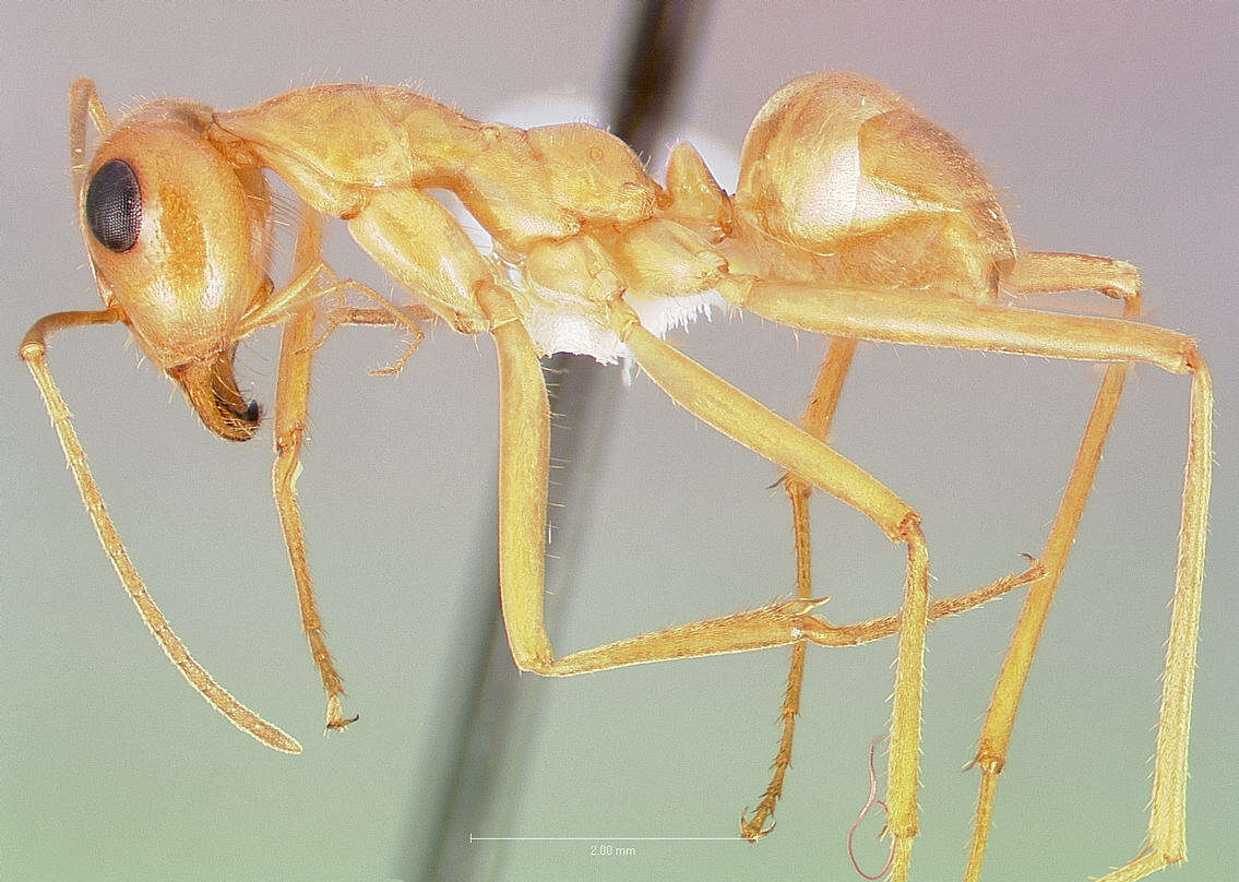 Image of Myrmecocystus mexicanus Wesmael 1838