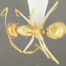 Image of Myrmecocystus navajo Wheeler 1908