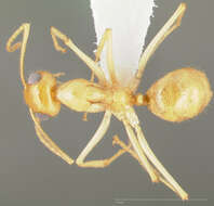 Image of Myrmecocystus navajo Wheeler 1908