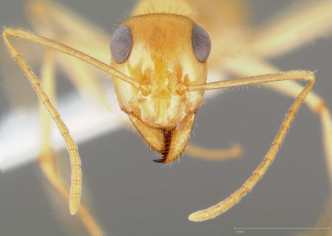 Image of Myrmecocystus navajo Wheeler 1908