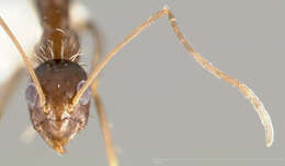 Image of Crazy Ant