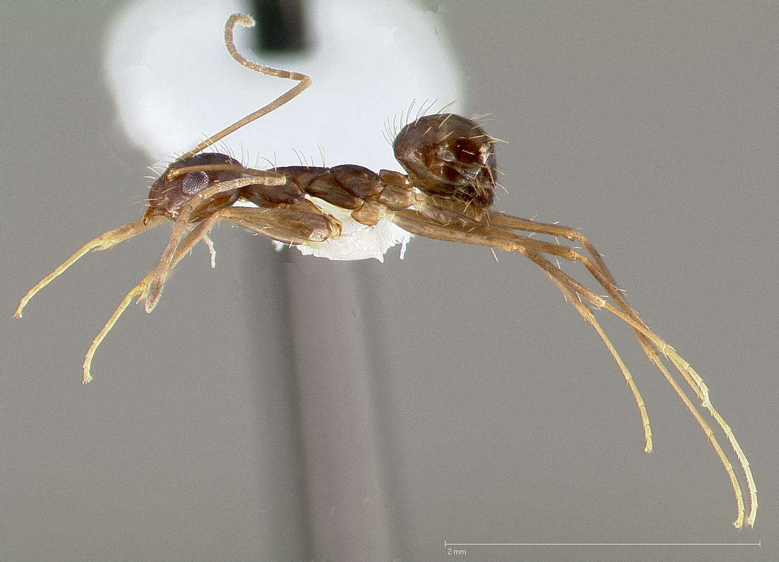 Image of Crazy Ant