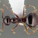 Image of False Honey Ant