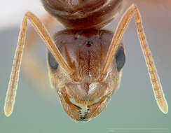 Image of False Honey Ants