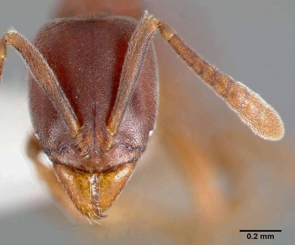 Hypoponera opaciceps (Mayr 1887) resmi