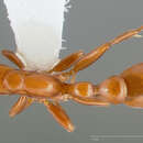 Image of Pseudomyrmex apache Creighton 1953