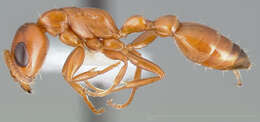 Слика од Pseudomyrmex