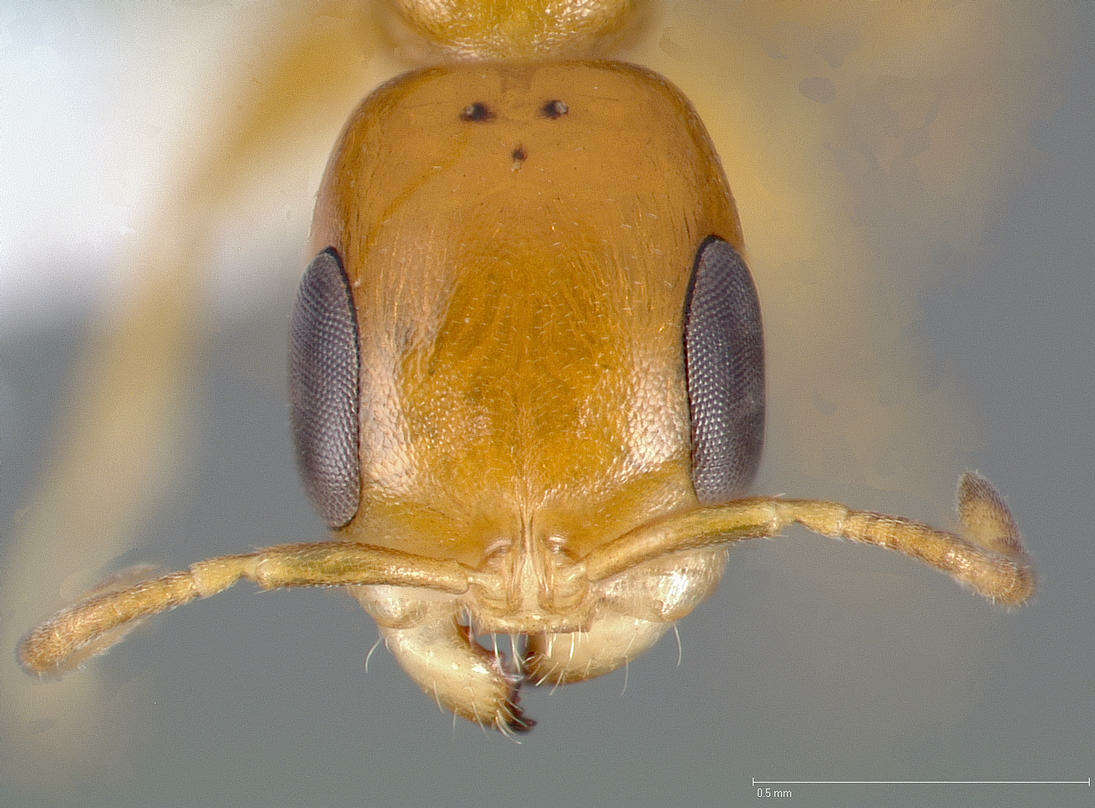 Image of Pseudomyrmex pallidus (Smith 1855)