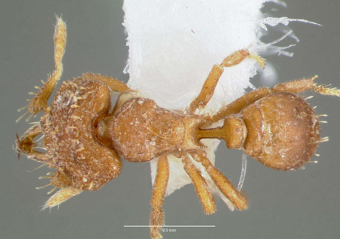 Image of <i>Strumigenys anorbicula</i>