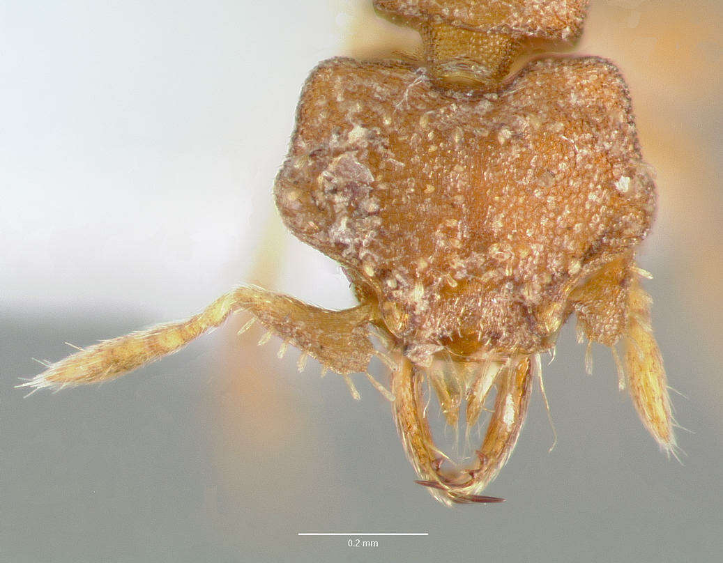 Image of <i>Strumigenys anorbicula</i>