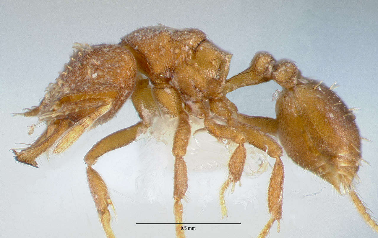 Image of <i>Strumigenys anorbicula</i>