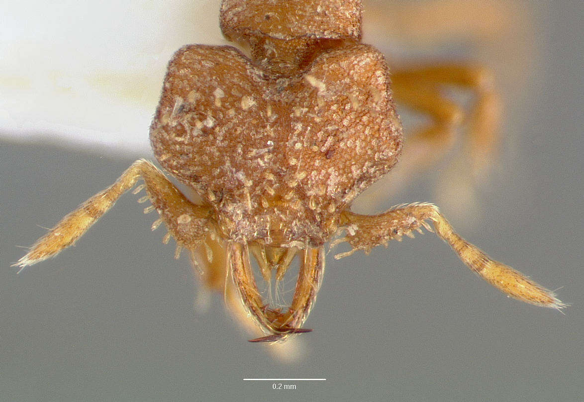 Image of <i>Strumigenys anorbicula</i>