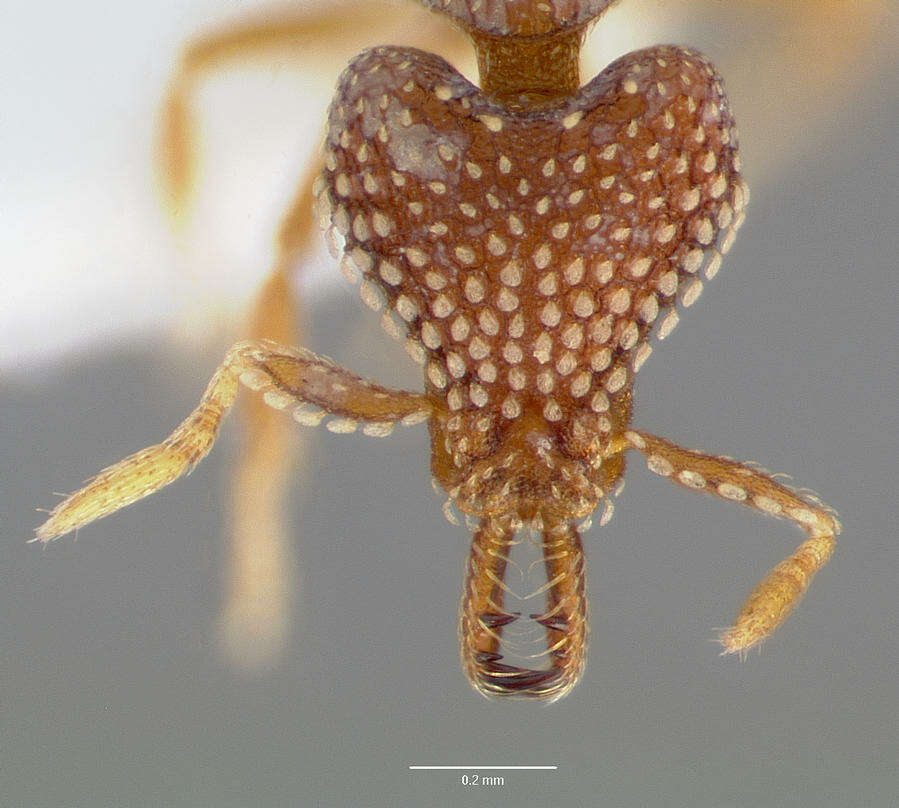 Image of <i>Strumigenys ultromalyx</i>