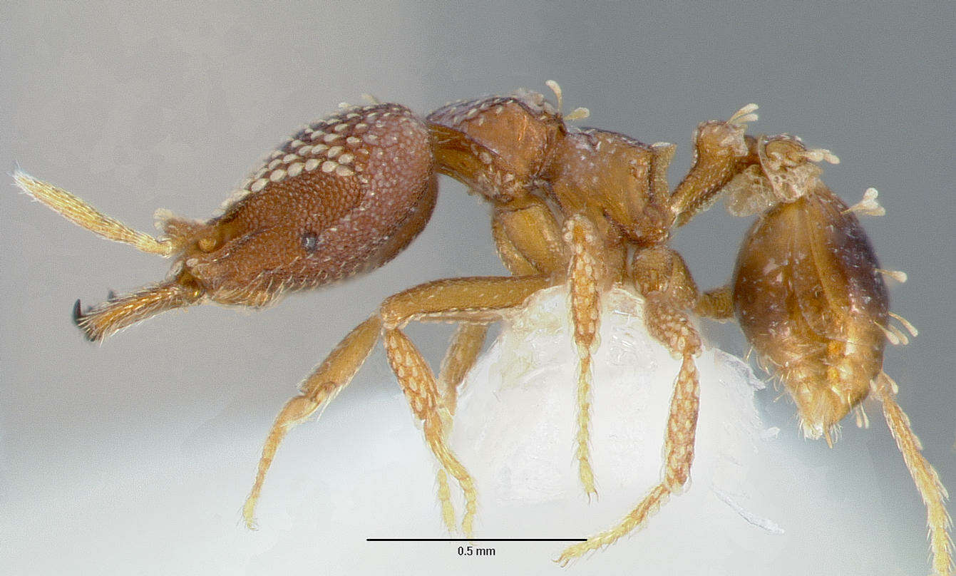 Image of <i>Strumigenys ultromalyx</i>